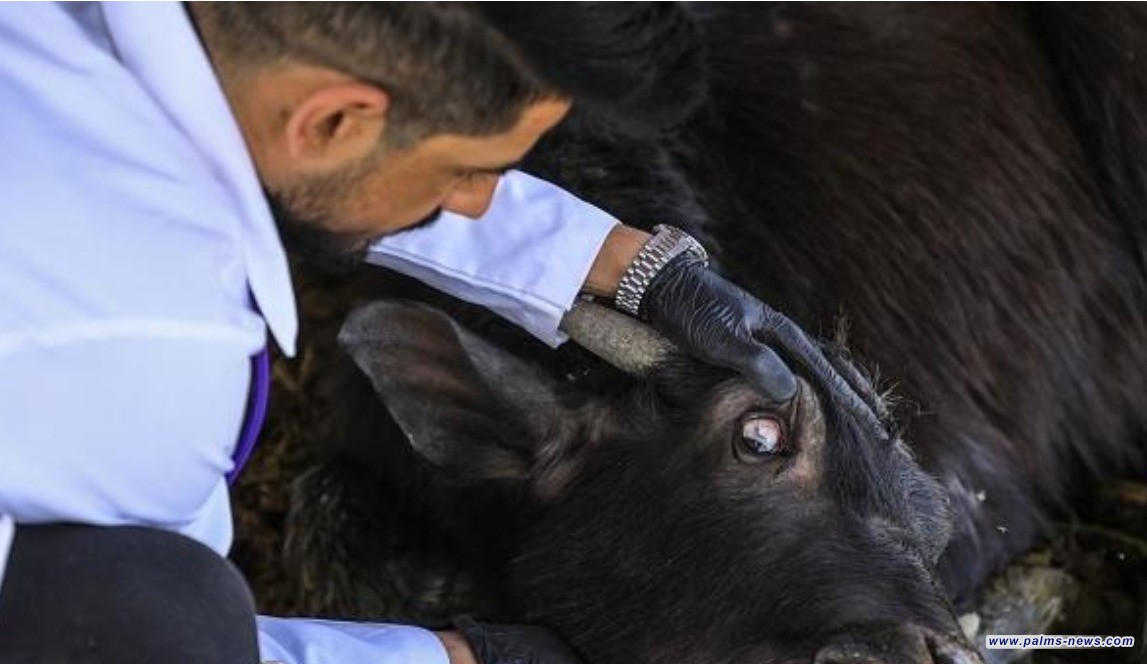 الصحة: الطهي الجيد للحوم يقتل فيروس الحمى النزفية